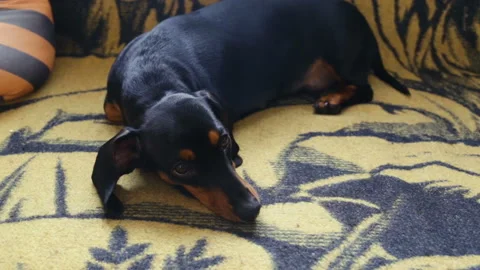 Dog Dachshund lying on the sofa, put your head between your legs. The dog has a Stock Footage 86085246