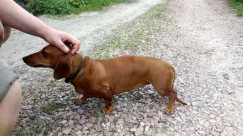 Dog dachshund man stroking Stock Footage 79074253