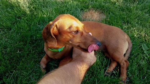 Dog dachshund is petted Stock Footage 100920410