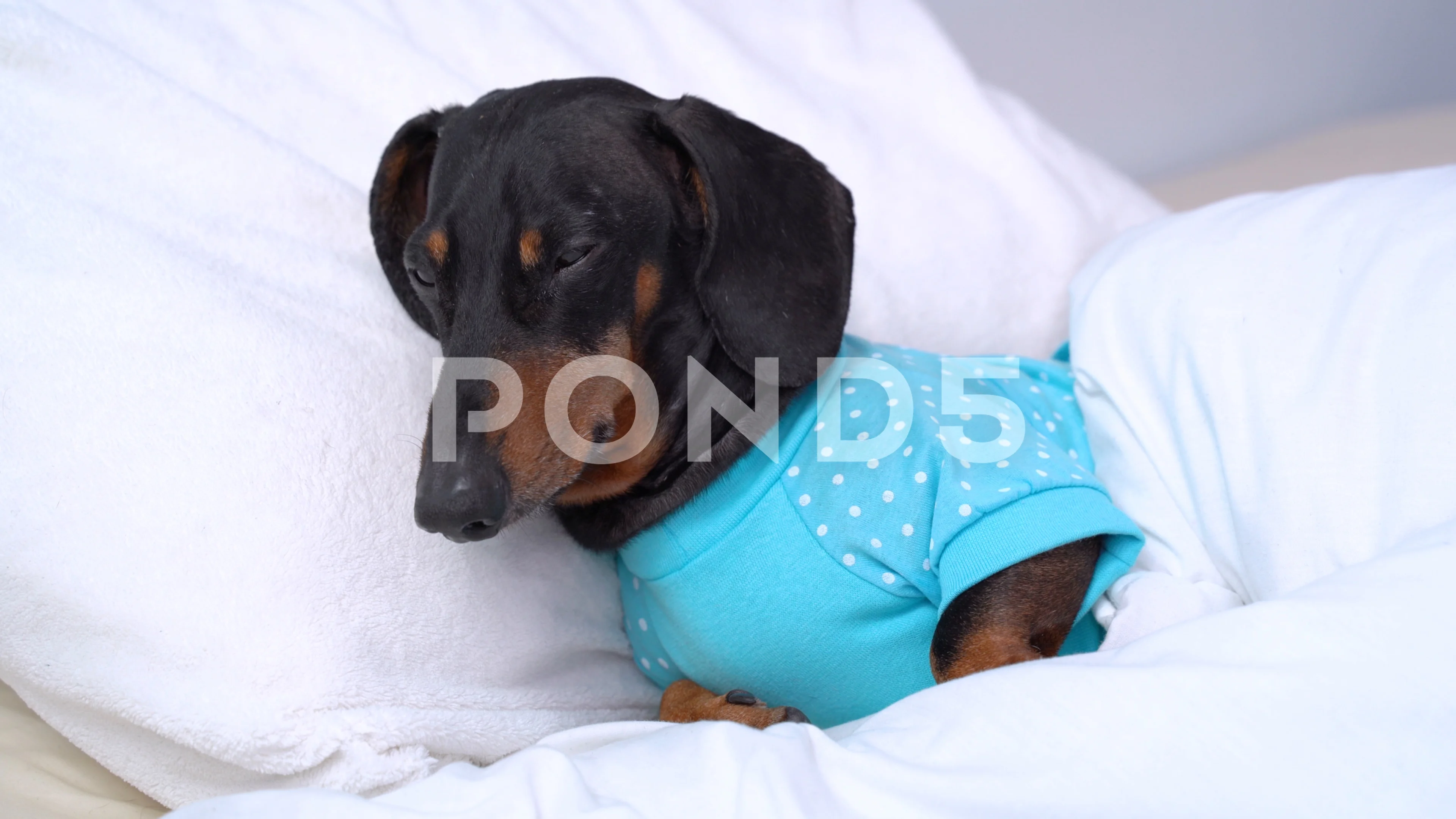 Pajamas 2025 for dachshunds