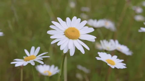 Dog daisy flower also know as oxeye daisy or marguerite at spring time Stock Footage 252725865