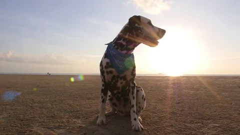 Dog Dalmatian on Beach at Sunset Stock Footage 74266607