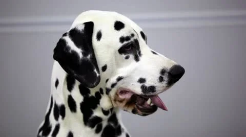 Dog of dalmatian breed open mouth and show tongue, then put it back Stock Footage