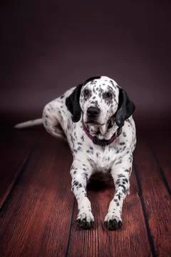 A dog dalmatian looking at the camera in studio Stock Photos