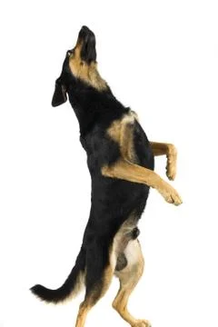 Dog dancer Foto stock