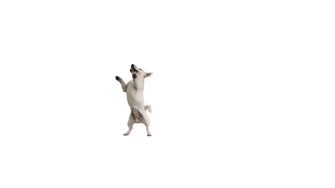 Dog dances on white background Vidéo 95078122