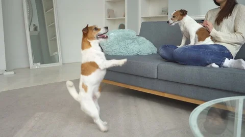 Dog is dancing Stock Footage