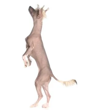 Dog dancing Stock Photos