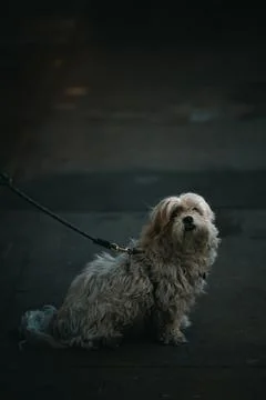 Dog with dark dramatic lighting Stock Photos