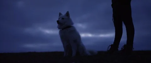 Dog dawn Stock Footage 102444053