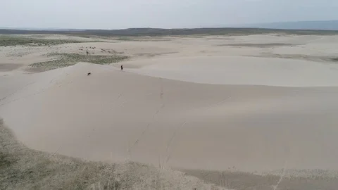 Dog days Stock Footage 96763408