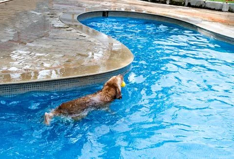 Dog Days of Summer Stock Photos