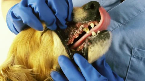 Dog Decayed Teeth Examination Stock Footage