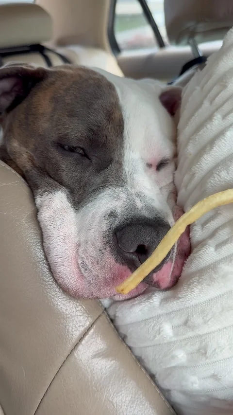 Dog in Deep Sleep Instantly Wakes Up When He Smells French Fries, Chicago, Illin Stock Footage 341528702