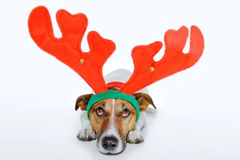 Dog as deer Illustration