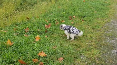 Dog defecating on the grass in the rain Stock Photos