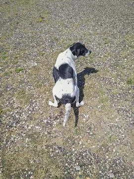 Dog defecating at ground empty ground Stock Photos