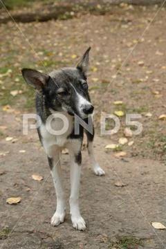 Dog with defect of eye. One-eyed dog in the park. Veterinary, homeless animal Stock Photos
