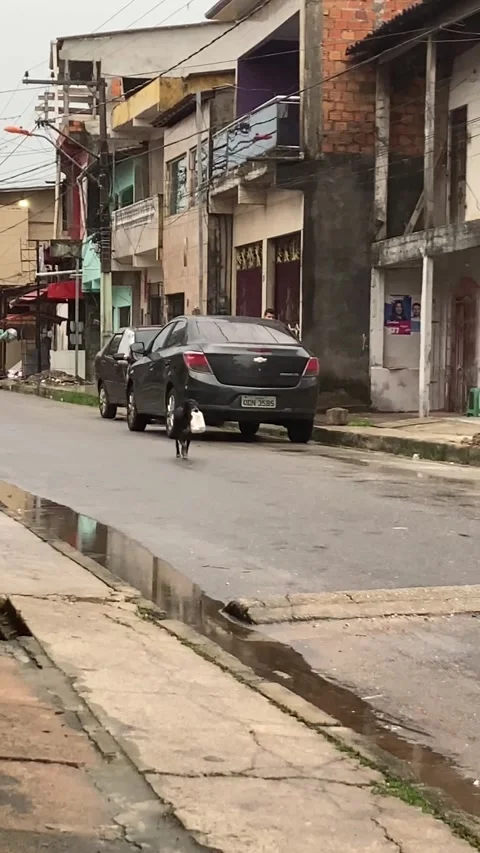 Dog Delivers Bread, Belem, Para, Brazil - 04 Nov 2022 Stock-Footage 220786675