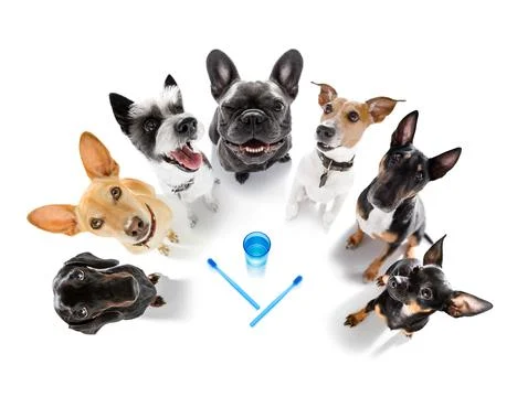 Dog  at the dentist Foto stock