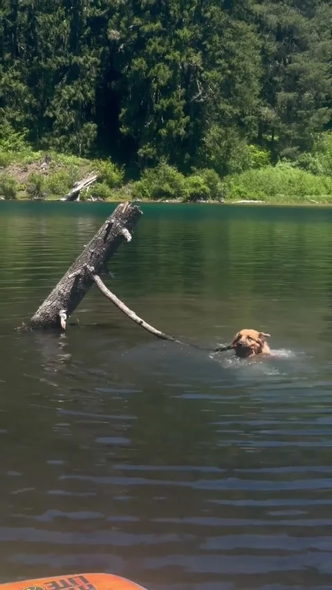 A Dog Determined to Get Her Stick, Clear Lake, Oregon, USA - 14 Jun 2026 Stock Footage 337604101