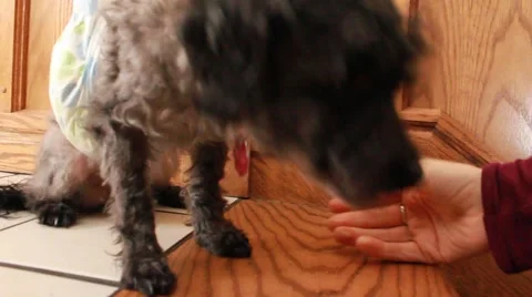 Dog in diaper receives a friendly ear scratch Stock Footage 44021793