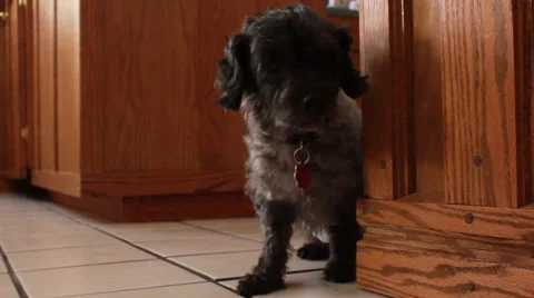 Dog with diaper timidly moves Stock Footage 44021561
