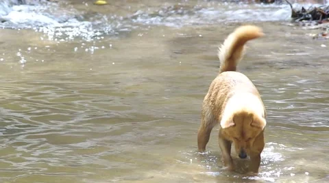 Dog dig sand under the pool Stock Footage 56526751