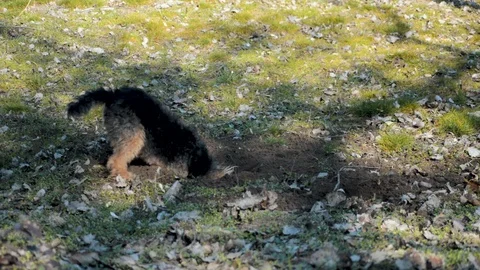 Dog Diggind a Hole in The Ground Stock Footage 96689631