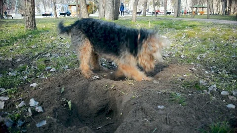 Dog Diggind a Hole in The Ground Stock Footage 96689717