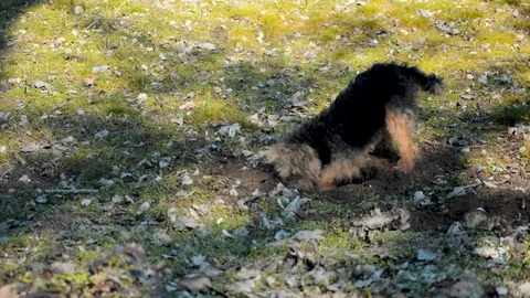 Dog Diggind a Hole in The Ground Stock Footage 96689747