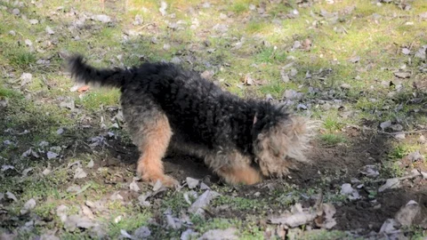 Dog Diggind a Hole in The Ground Stock Footage 96689922