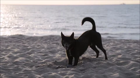 Dog digging on the beach 库存影片 47668825