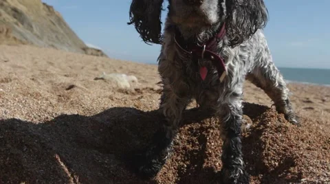 Dog digging on British beach 스톡 동영상 62680502