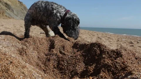 Dog digging on British beach 스톡 동영상 62680787