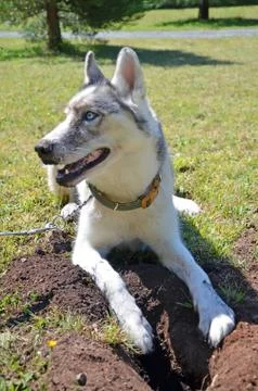 Dog Digging Damaging Turf Stock Photos