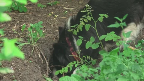 Dog Digging a Deep Hole in the Garden Ground in Natural Light Vídeo Stock 340160175