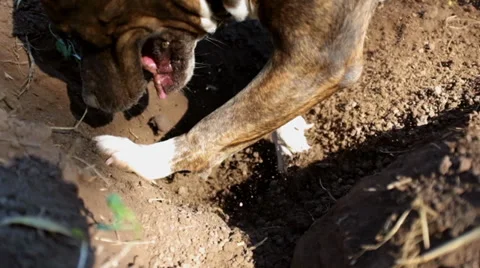 Dog Digging in the Dirt Stock-Footage 32481071