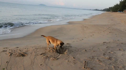 Dog digging 스톡 동영상 38430018