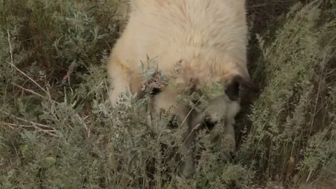 The dog is digging in the grass 스톡 동영상 71541717