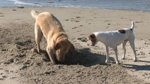 Dog Digging Hole 2 Stock Footage 10575449