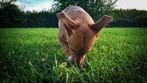 Dog digging a hole in 4k. Stock Footage 250139448