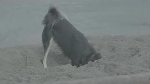 Dog Digging Hole at Beach 60FPS Stock Footage 146986255