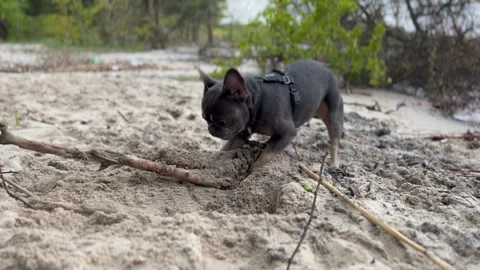 Dog Digging a Hole on beach Stock Footage 263252750