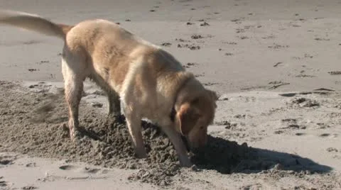 Dog Digging Hole Stock Footage 10575511