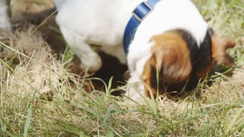 Dog is digging a hole. Stock Footage 77616092