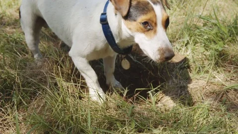 Dog is digging a hole. Stock Footage 77616177