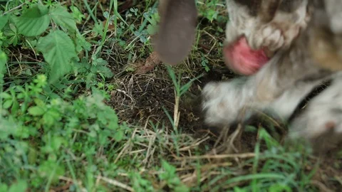 Dog digging a hole in the grass Stock Footage 107568751