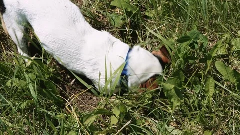 Dog is digging a hole in the grass with his face into the ground. Stock Footage 76759187