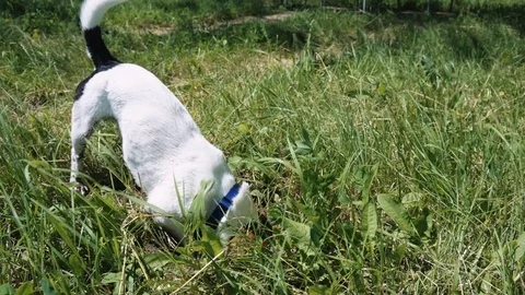 Dog is digging a hole in the grass with his face into the ground. Stock Footage 76759494